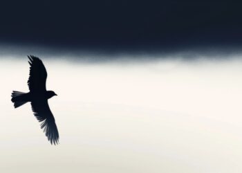 My Journey to Liberation: A teenager’s Reflection on Re-discovering the Joy of Homeschooling