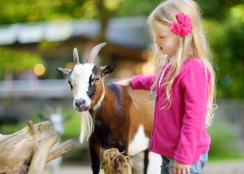 The Colfax Corner – Insights from the Goat Farm,  Mendocino,  CA
