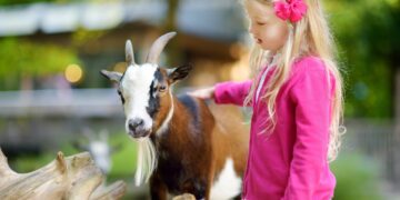 The Colfax Corner – Insights from the Goat Farm,  Mendocino,  CA
