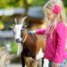 The Colfax Corner – Insights from the Goat Farm,  Mendocino,  CA
