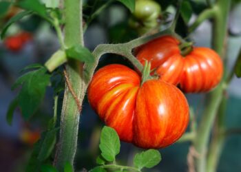 Overcoming the Round, Red Syndrome