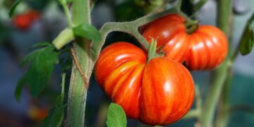 Overcoming the Round, Red Syndrome