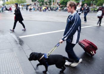 Guide Dogs for the Blind (GDB) – Instill Values in Your Children for a Lifetime